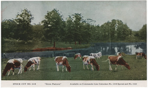 Vintage Calendar Art cows, cattle, livestock, farm life, etc.